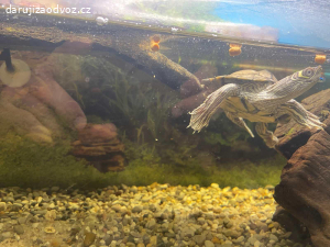 Želva plus akvárko